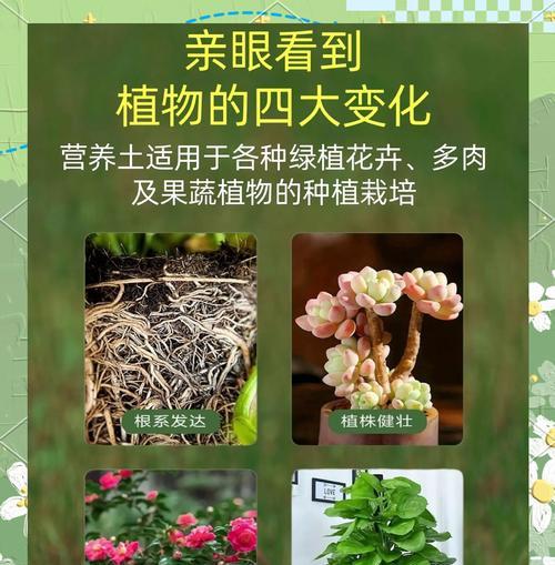 土培大型盆栽养护需要注意什么？