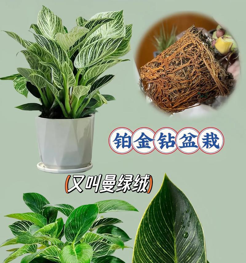 土培大型盆栽养护需要注意什么？