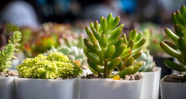 花卉绿植绿草包括哪些植物？这些植物的养护要点是什么？