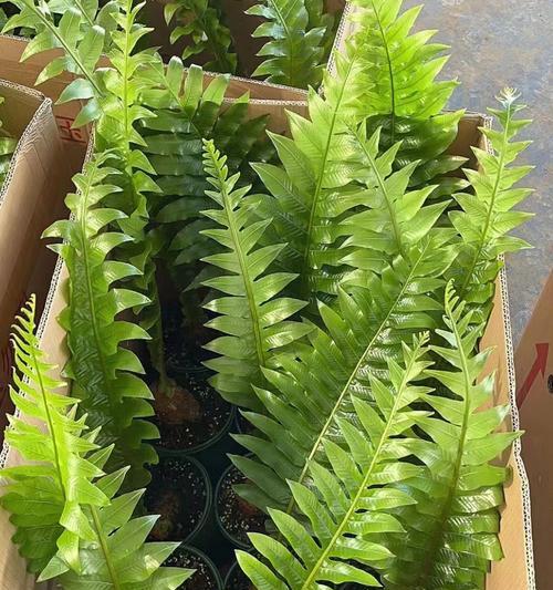 花卉绿植绿草包括哪些植物？这些植物的养护要点是什么？