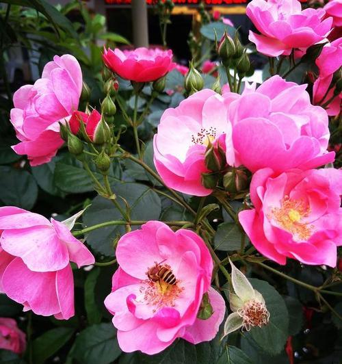 夏季有哪些花卉以“夏”字开头？这些花卉的特性是什么？