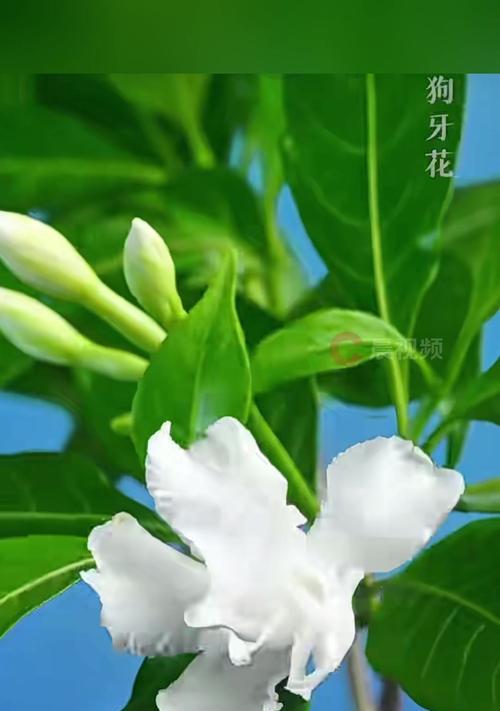 夏季有哪些花卉以“夏”字开头？这些花卉的特性是什么？