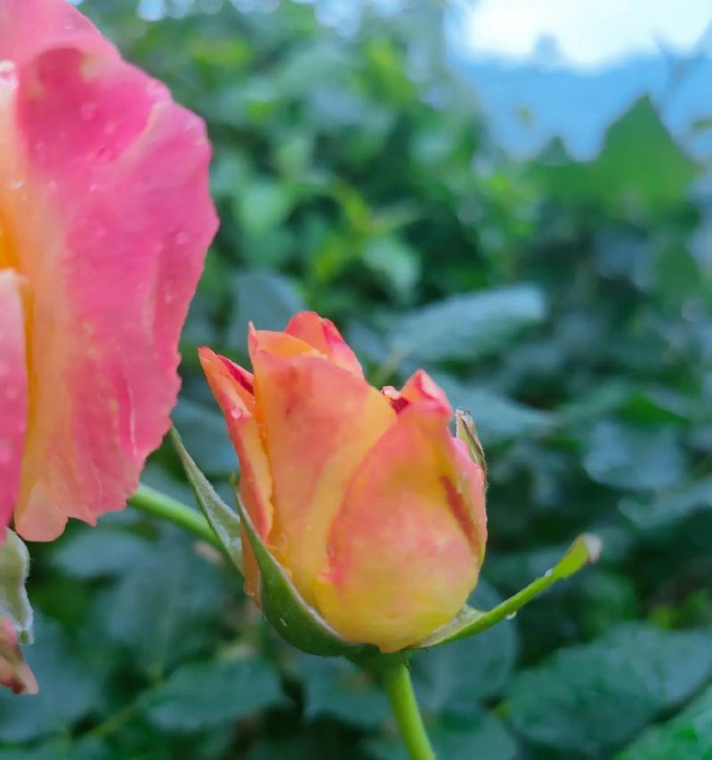 哪些花卉品种带有花苞？如何挑选带花苞的花卉？