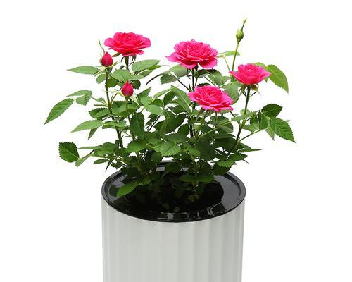 哪些花卉品种带有花苞？如何挑选带花苞的花卉？