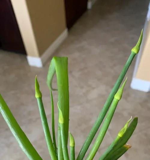 葱花盆栽的养护方法是什么？
