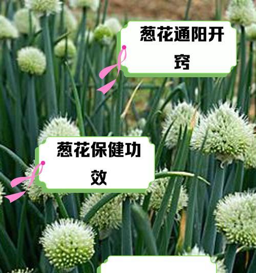 葱花盆栽的养护方法是什么？