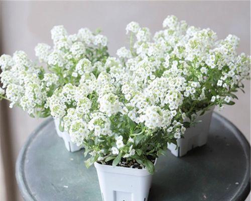 秋节适合种植哪些花卉盆栽？