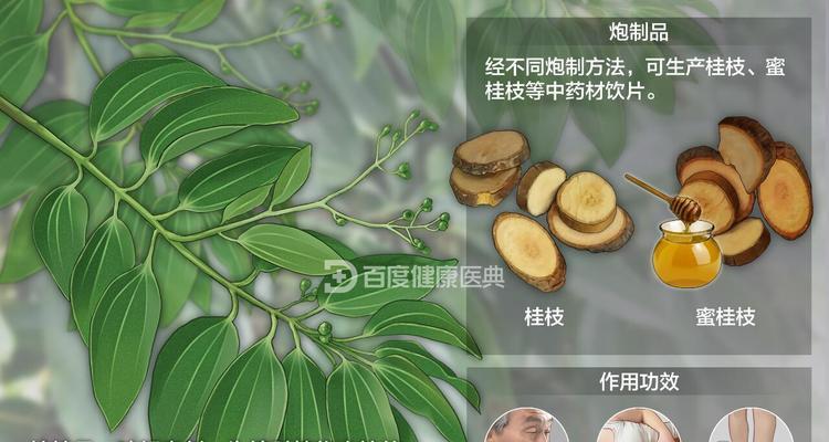 肉桂和桂枝分别属于哪种植物？