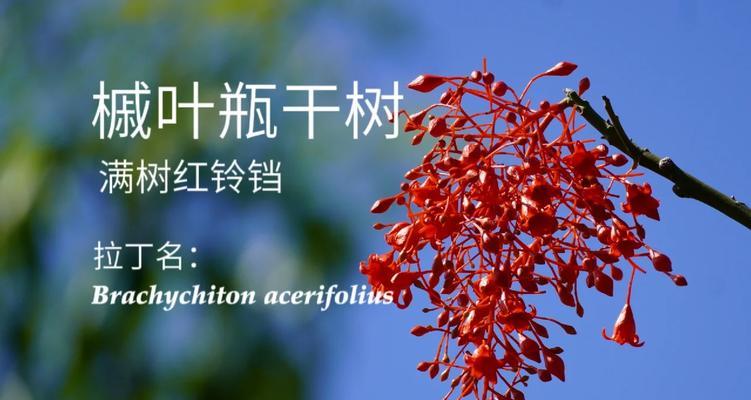 干树枝上的红珠子是什么植物？