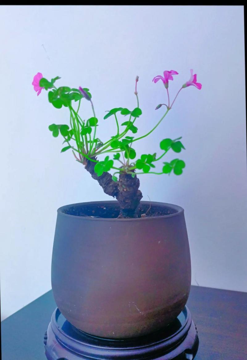 幸运草养殖需要注意什么？
