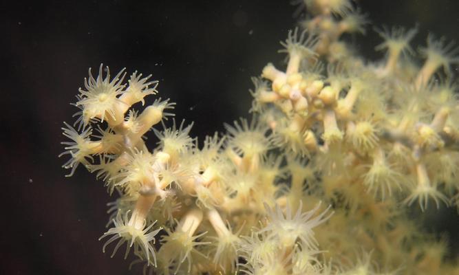 长须海葵与哪些植物共生？共生植物的特性是什么？