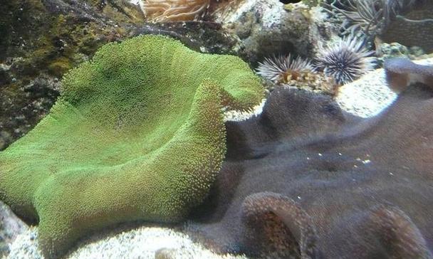 长须海葵与哪些植物共生？共生植物的特性是什么？