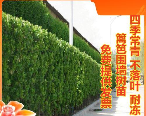 植物围栏如何获得？哪里可以购买或定制？