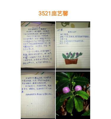 植物朋友如何用英语表达？有哪些常见的植物英语词汇？