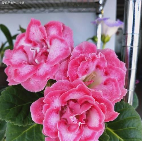 夏季需要施肥和浇水的花卉有哪些？