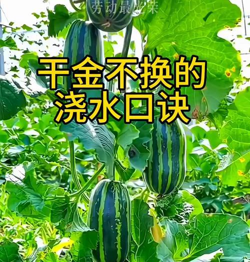 夏季需要施肥和浇水的花卉有哪些？