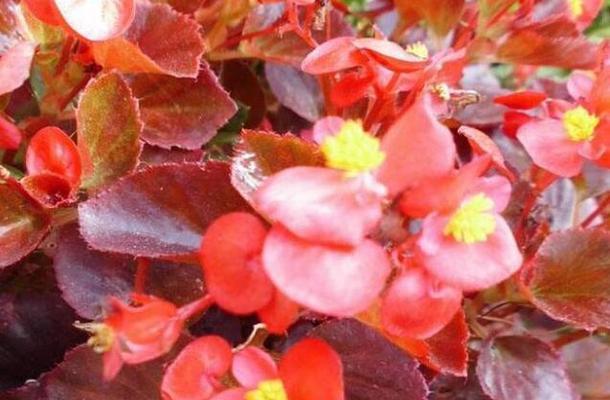 花卉测评博主推荐有哪些？他们的测评标准是什么？