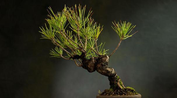 微型茶壶盆栽的种植方法是什么？