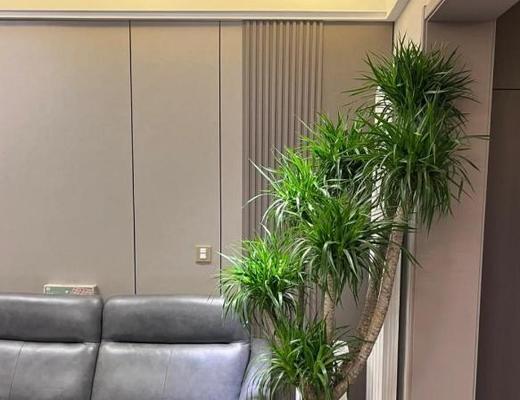 适合室内摆放的低矮植物有哪些？