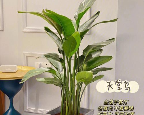 适合室内摆放的低矮植物有哪些？