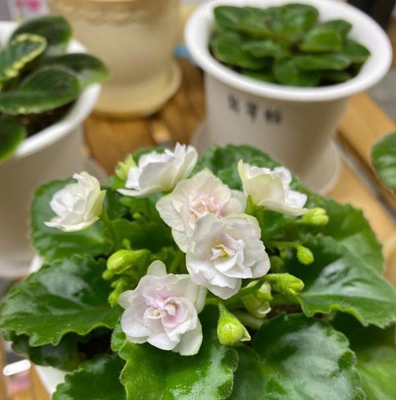 适合室内摆放的低矮植物有哪些？