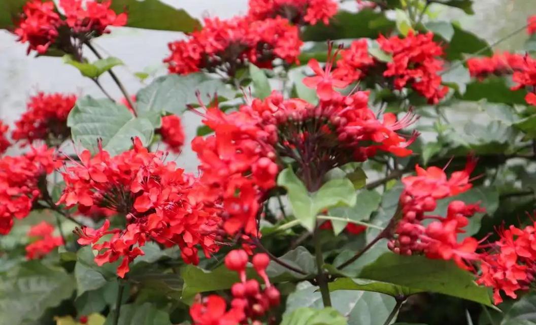 红色果果观赏植物有哪些？它们的观赏价值如何？