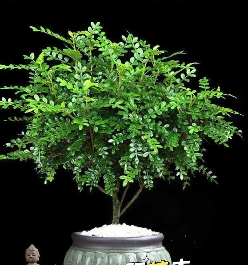 哪些花卉绿植品种带有香味？