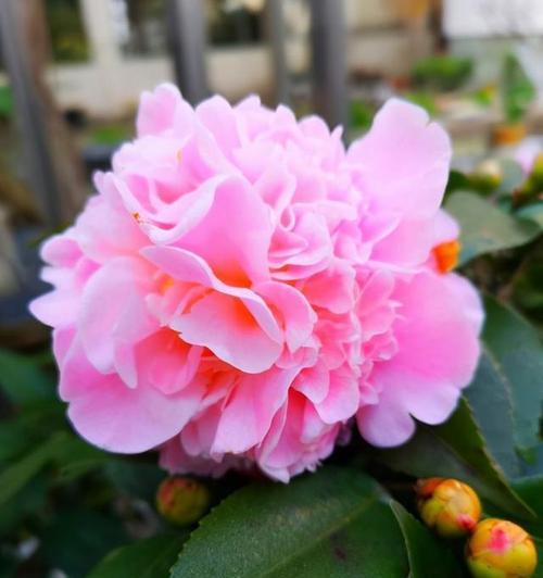 哪些花卉绿植品种带有香味？