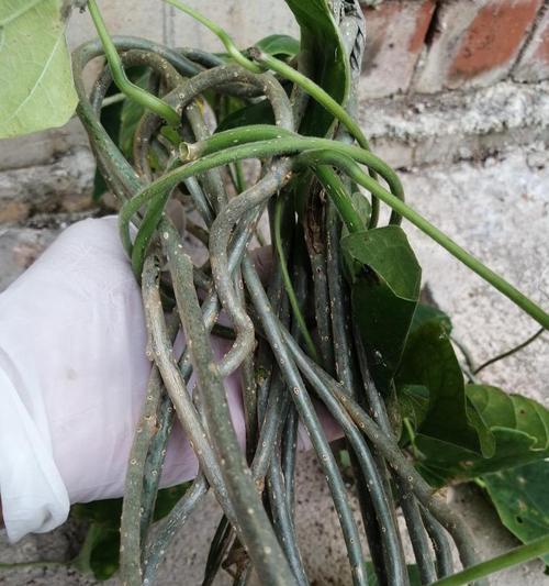 地龙是哪种植物？它的生长环境和特点是什么？