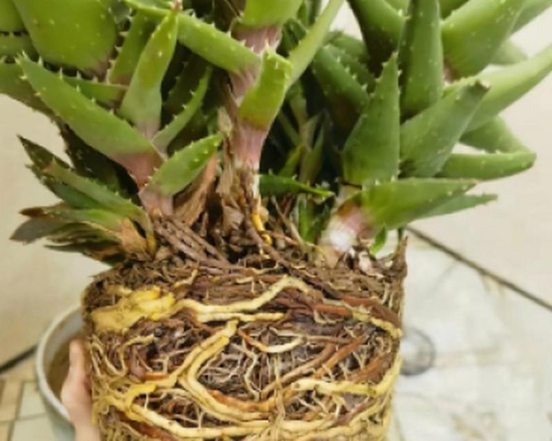 植物下边是什么植物？这些植物的分类和特点是什么？