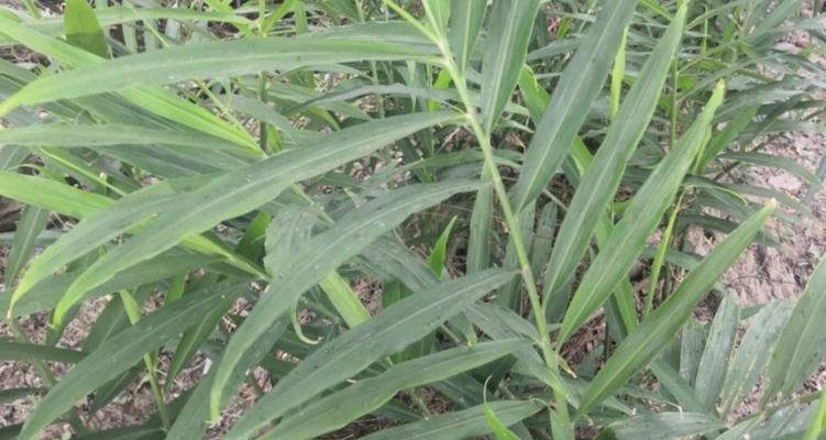 植物下边是什么植物？这些植物的分类和特点是什么？