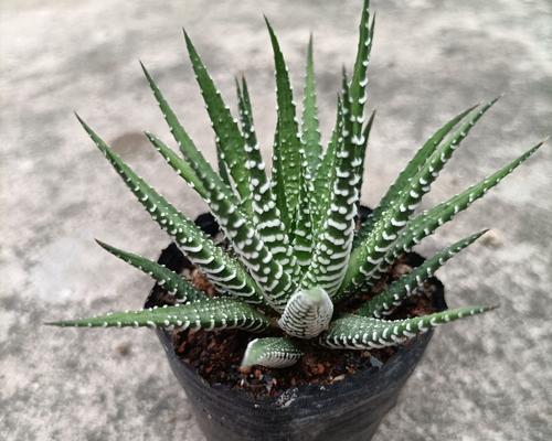 多肉植物摇钱树怎么养？需要特别注意什么？