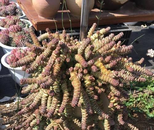 多肉植物摇钱树怎么养？需要特别注意什么？