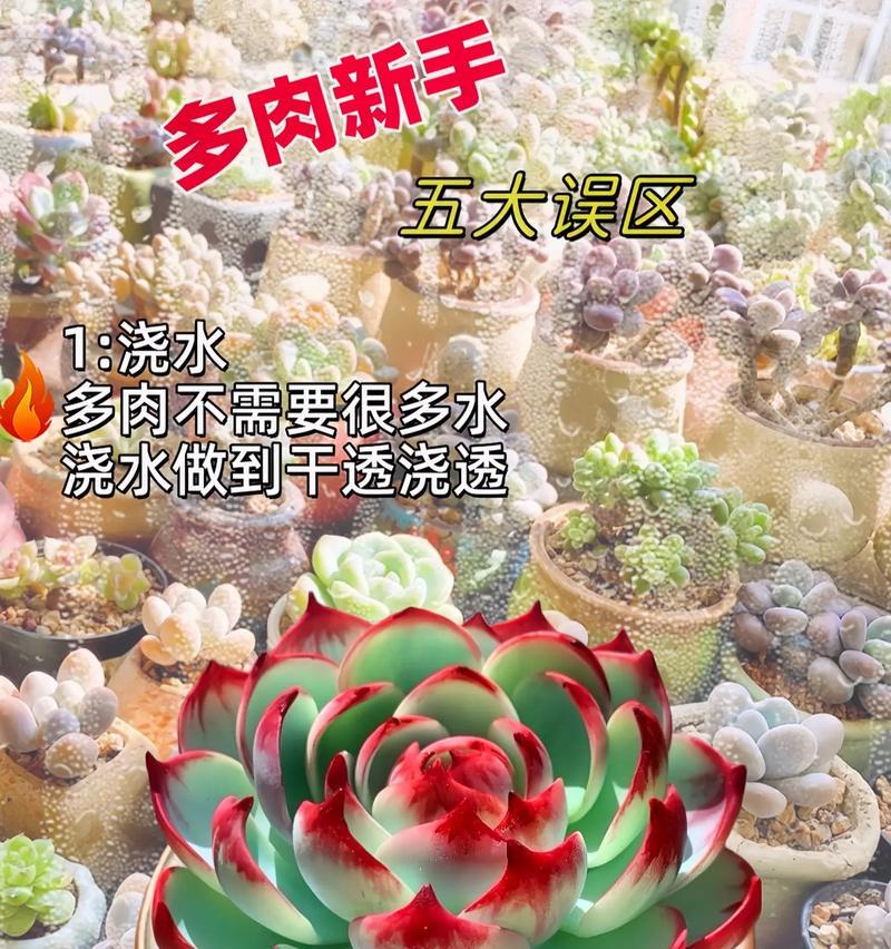 多肉植物摇钱树怎么养？需要特别注意什么？