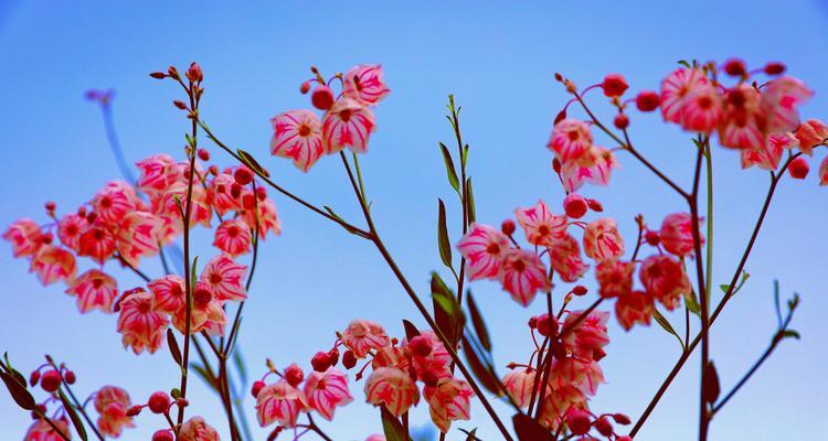 新疆6月份花卉开花吗有哪些？新疆6月有哪些花卉会开花？