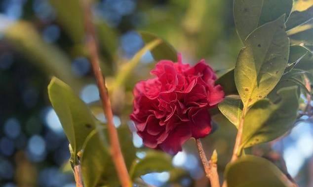 新疆6月份花卉开花吗有哪些？新疆6月有哪些花卉会开花？