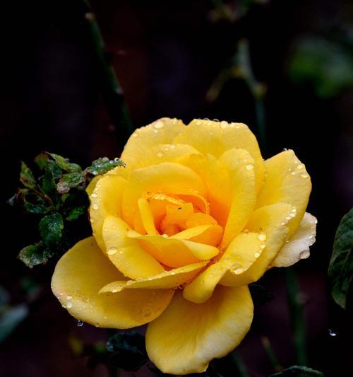 新疆6月份花卉开花吗有哪些？新疆6月有哪些花卉会开花？