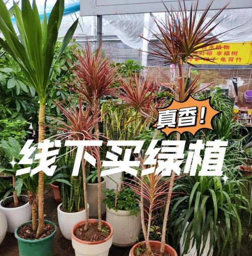 目前市场上有哪些新的植物绿植？