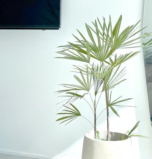 目前市场上有哪些新的植物绿植？