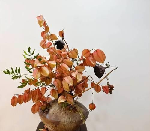 大种子的花卉有哪些？如何选择和养护？