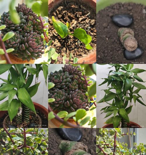 怎么样使植物升阶？有哪些方法可以提高植物的品质？