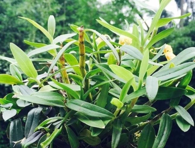 兴宁石斛盆栽种植条件是什么？如何确保其生长环境？