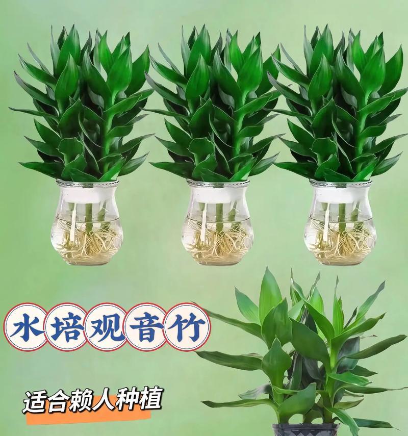 室内小竹盆栽的养护方法是什么？如何保持其健康生长？
