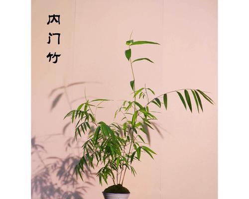 室内小竹盆栽的养护方法是什么？如何保持其健康生长？