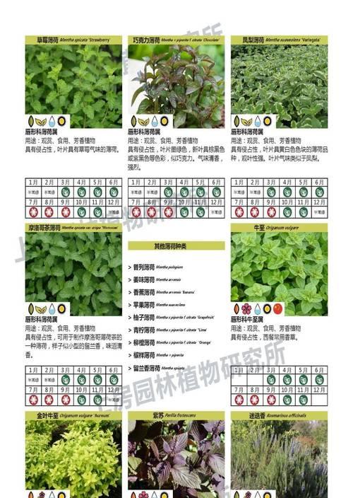 芳香植物的养护与应用？