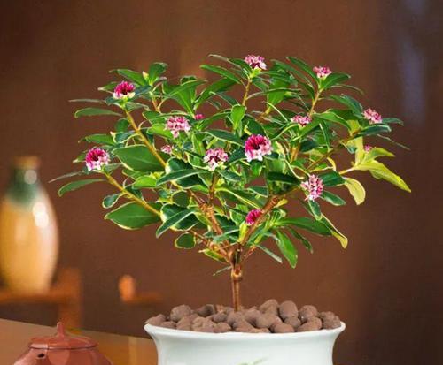 芳香植物的养护与应用？