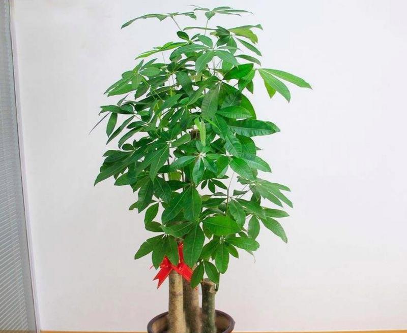 室外植物树的养护方法有哪些？如何确保其长期存活？