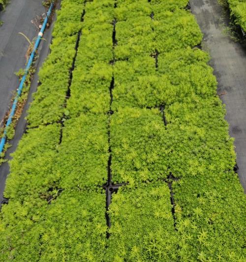 室外植物树的养护方法有哪些？如何确保其长期存活？