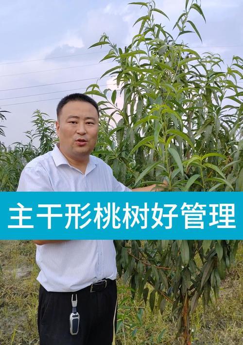 小桃树的树形培养方法是什么？如何修剪成形？