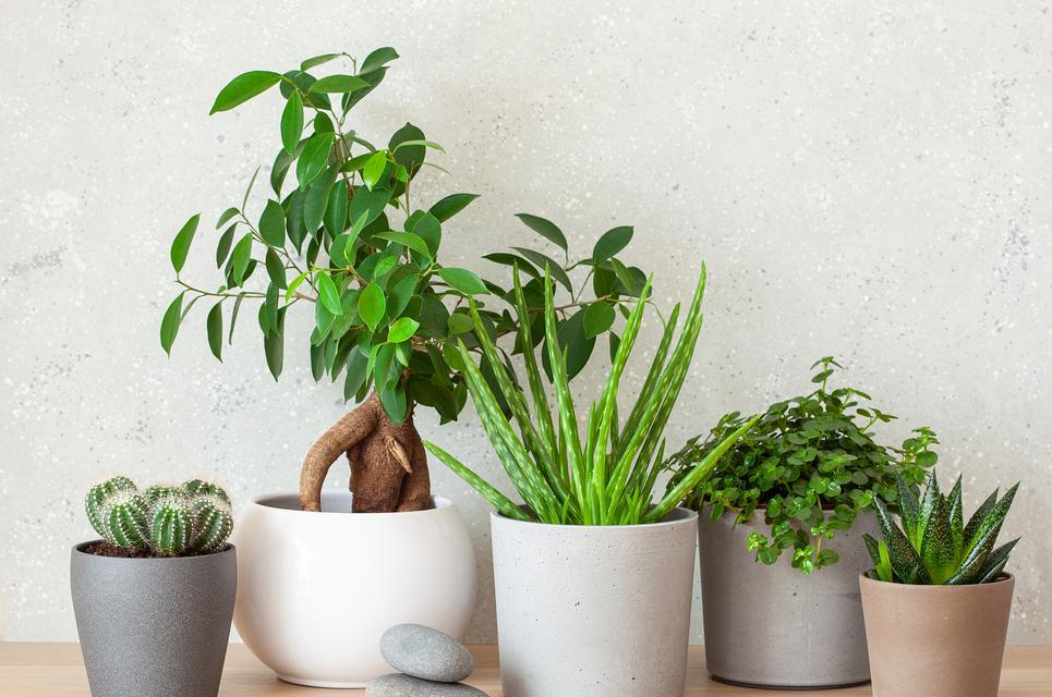 室内植物好养的有哪些？如何选择？